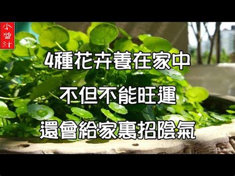 七葉蓮風水|七葉蓮旺財運？這樣擺放！